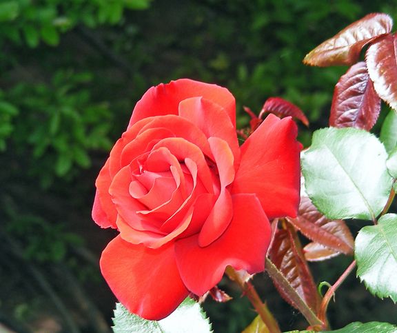 Crimson Bouquet photo cbq2013_06050045_zps3e655d86.jpg